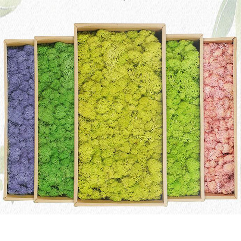 20g Artificial Green Plants Et - Sphagnum Moss Dry ulasan dan harga