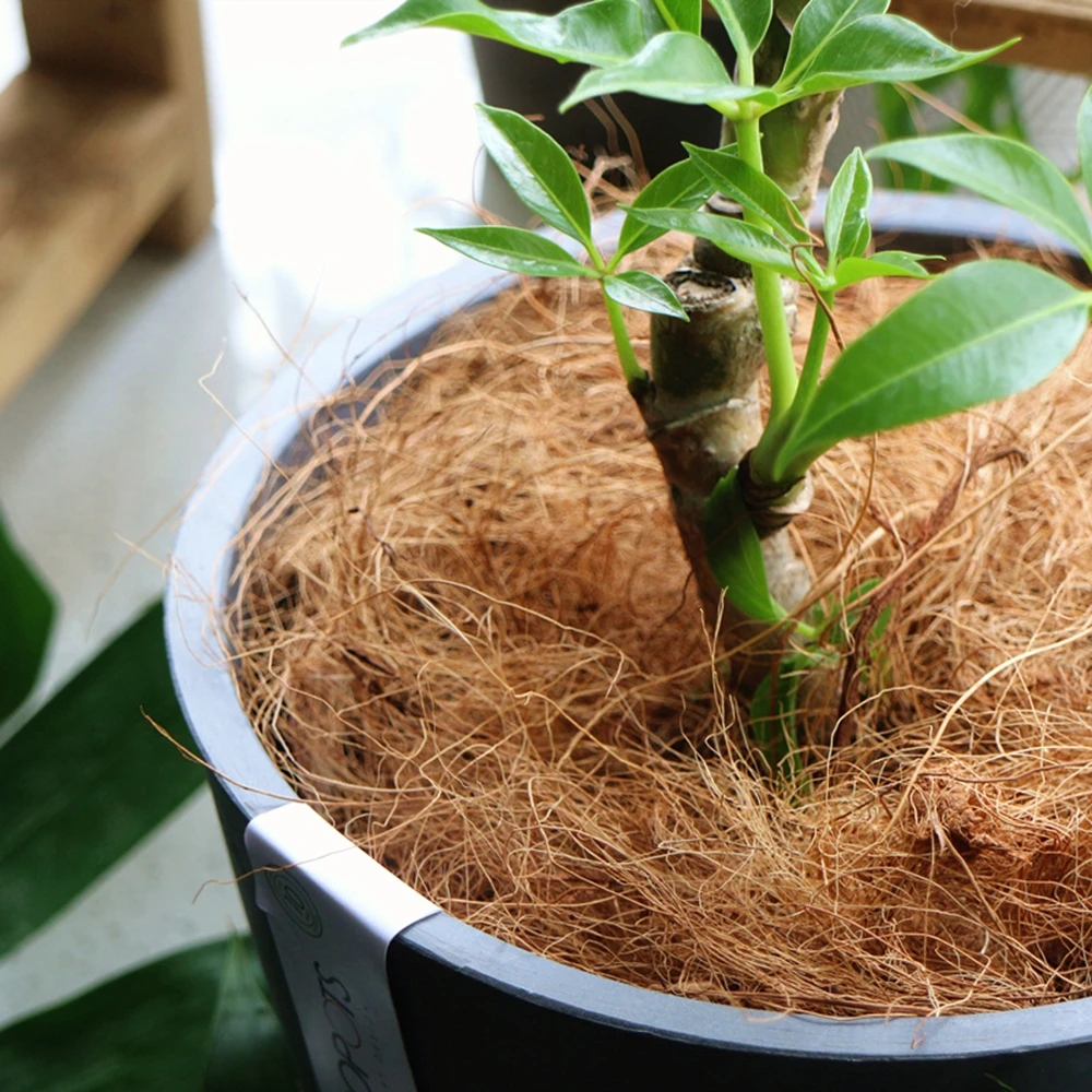 Natural Coconut Husk Fiber Flo - Sphagnum Moss Dry ulasan dan harga
